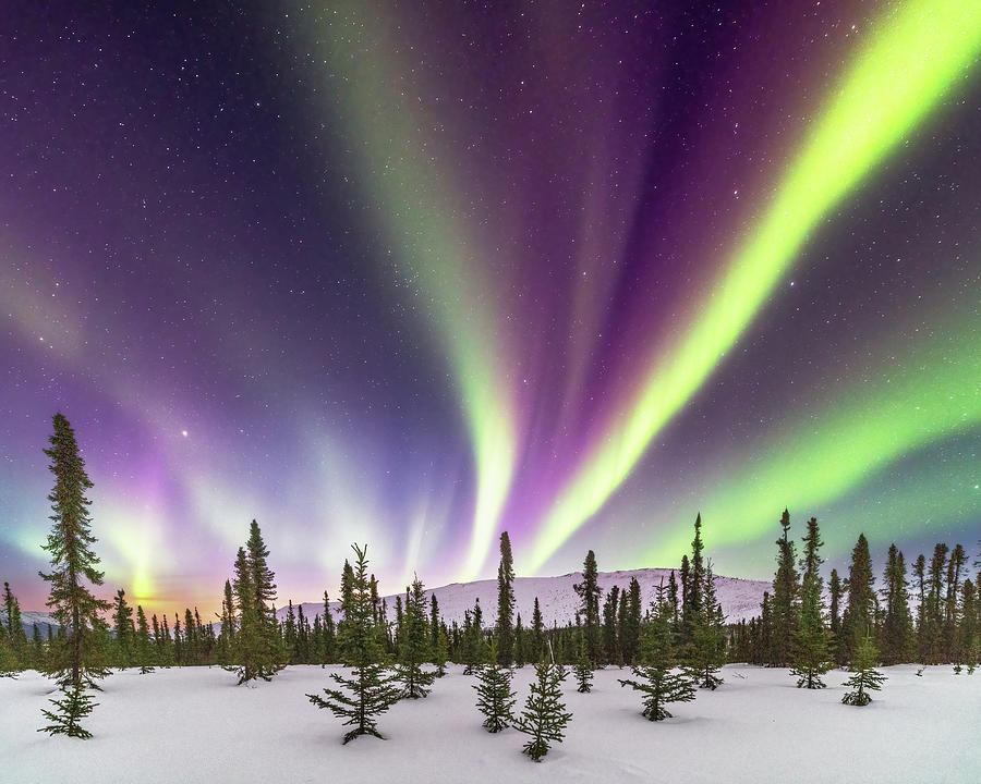 Aurora Borealis over Spruce Trees Photograph by Alex Mironyuk - Fine ...