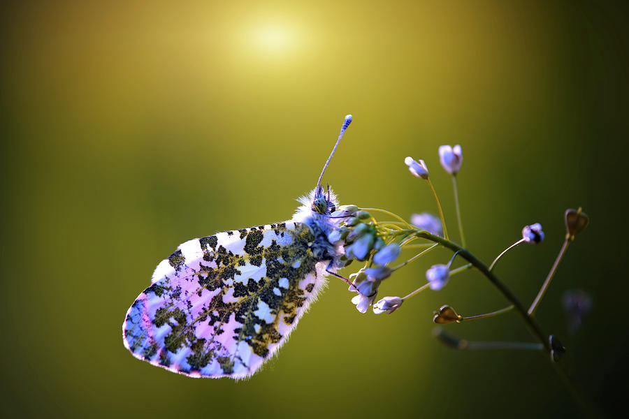 Butterfly Photograph - Aurora Butterfly by Sabine Schiebofski