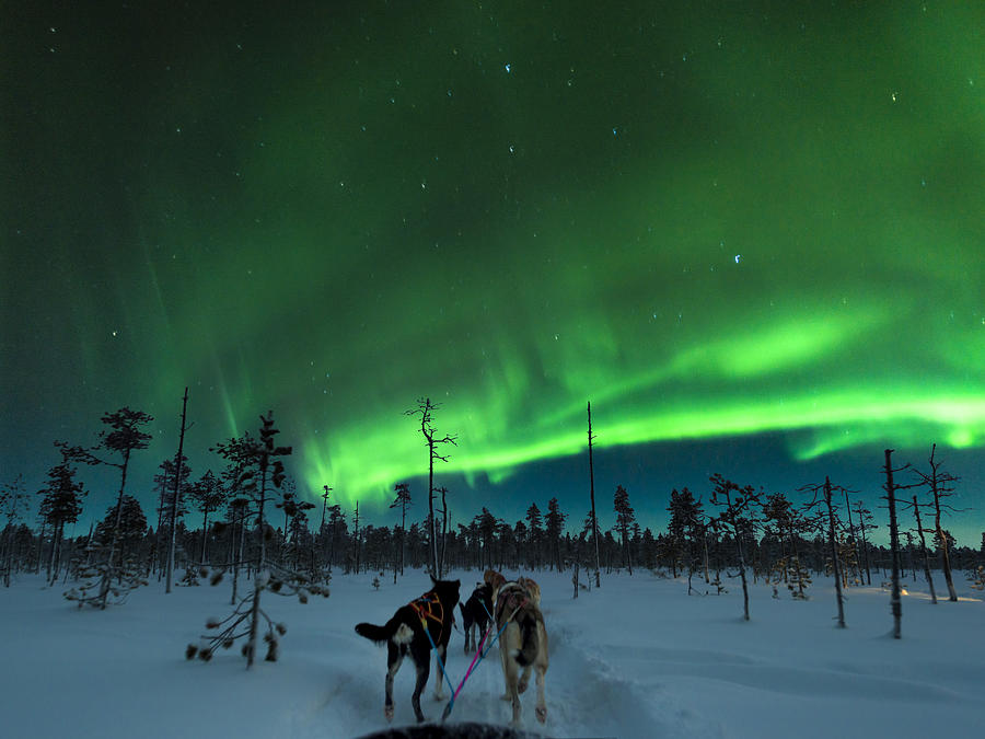Aurora Dog Sledding, Finland. Photograph by John Finney Photography