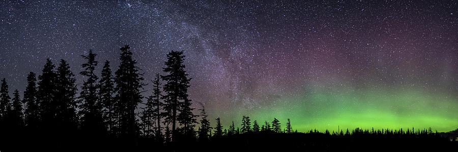 Aurora in the Old Growth Photograph by Ian Johnson