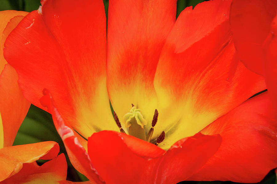Aurora of tulip petals Photograph by David Coblitz