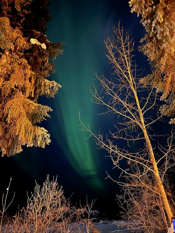 Aurora Trees Photograph by Barbara Von Pagel