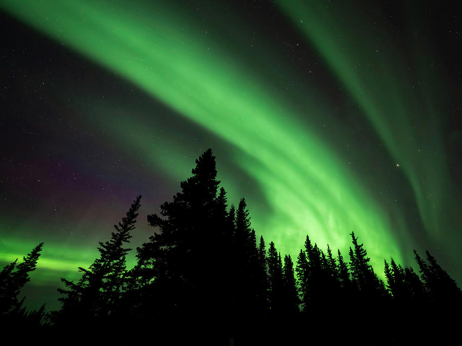 Aurora Wave Over The Evergreens Photograph by William Kennedy