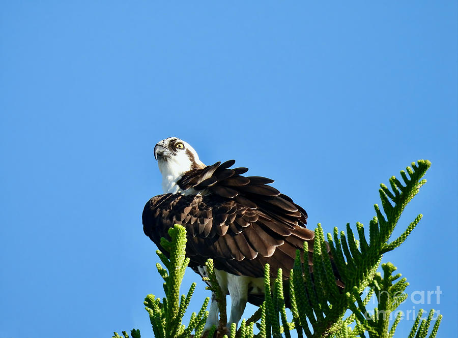 Auspicious Osprey Photograph by Beth Myer Photography