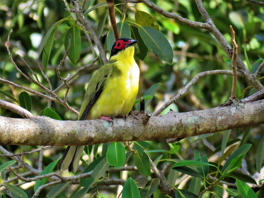 Australasian Figbird Photograph by Joan Stratton