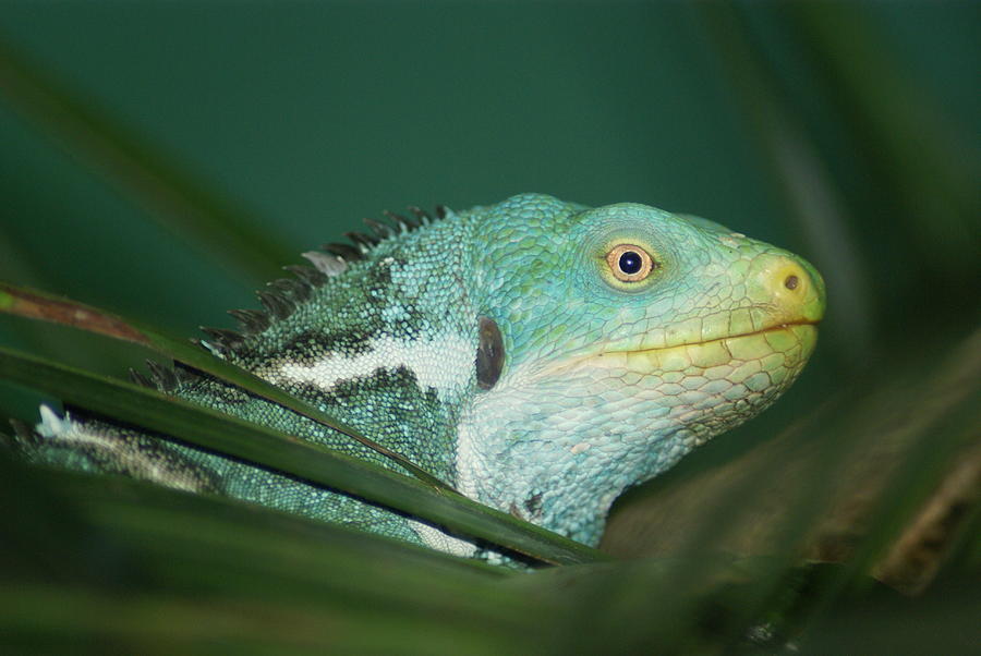 Australia Iguana Photograph By David Desaulnier Fine Art America