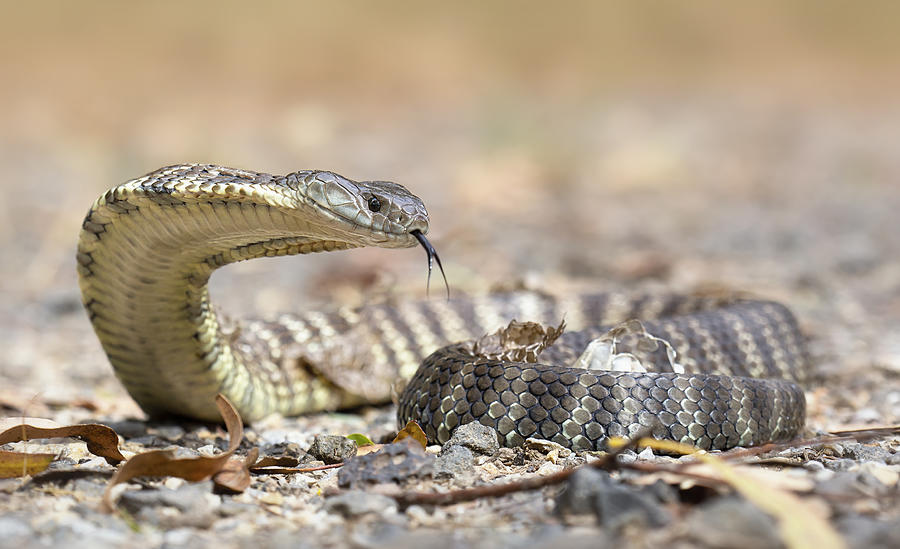 Australia, Melbourne, Tiger snake crawling on rocky surface Photograph by Kristianbell