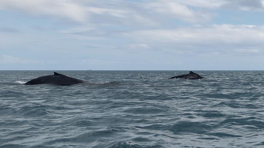 Australia - Moma and Popa Whale Photograph by Jeffrey Shaw - Pixels