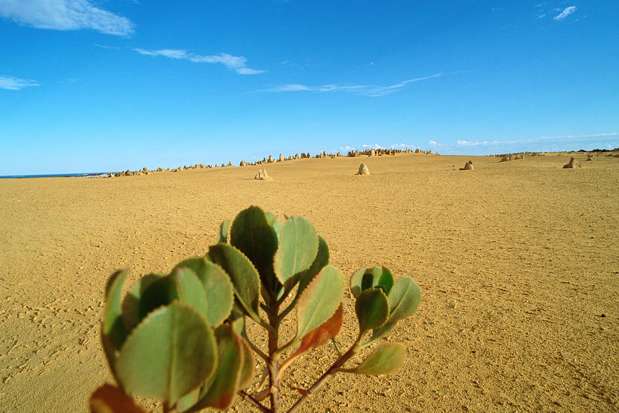 Australia, Pinnacles Desert Photograph by James Hardy