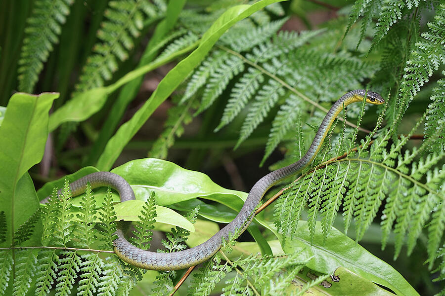 Australia Queensland Common Tree Snake Photograph by Richard Reeve