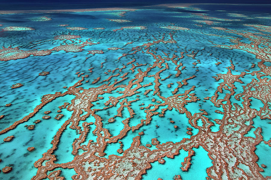 Australia - the Great barrier reef Photograph by Olivier Parent