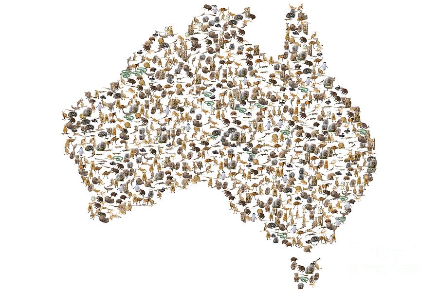 Australian animals map Photograph by Benny Marty