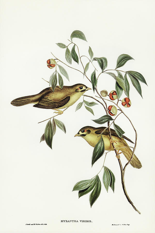 John Gould Drawing - Australian Bell Bird, Myzantha melanophrys by John Gould