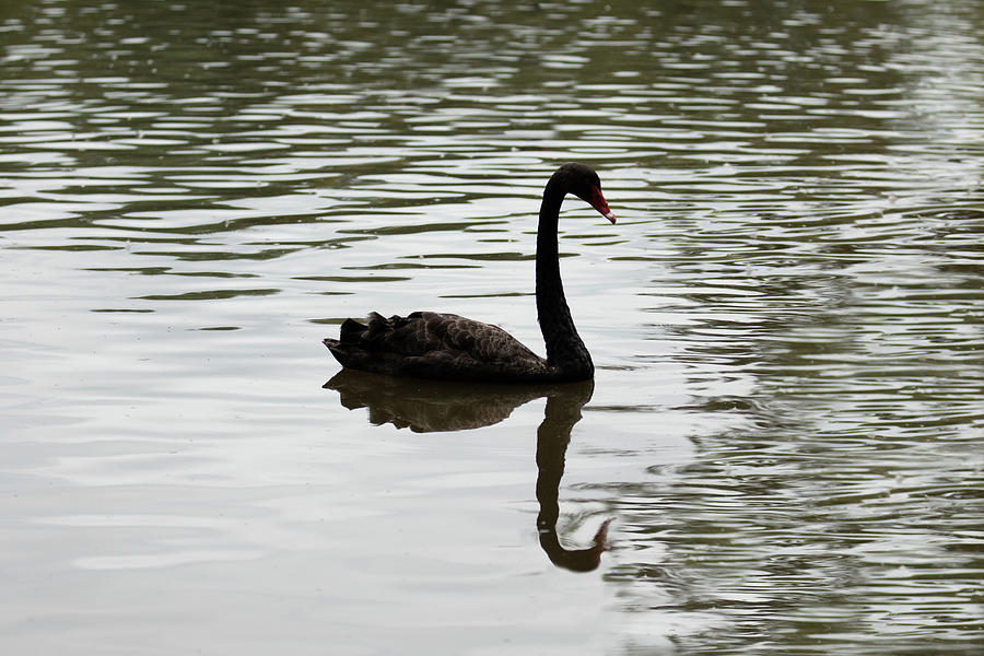 Australian Black Swan 03 Photograph by Jim Dollar