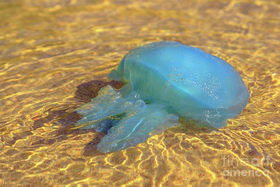 Australian blue jellyfish Photograph by Benny Marty