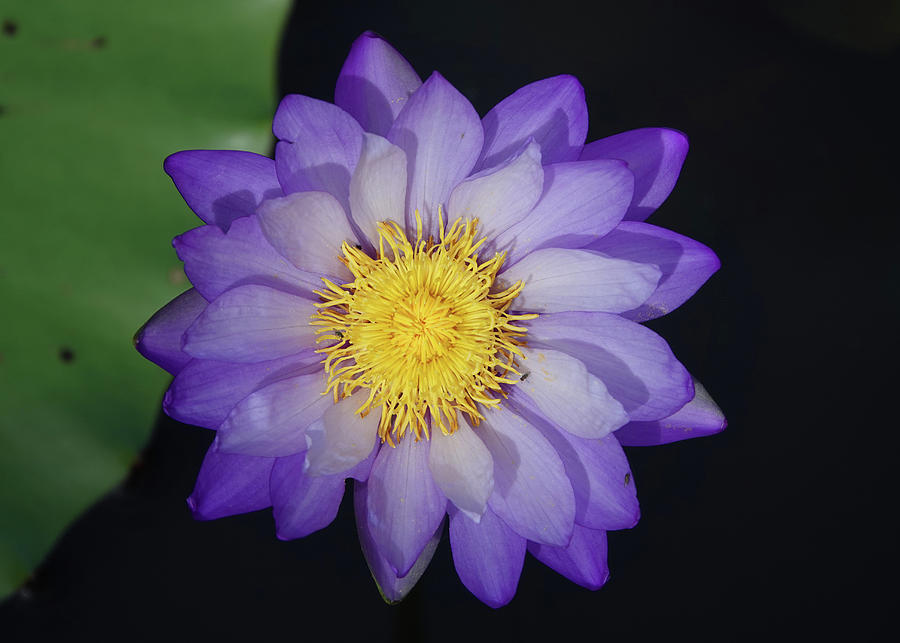 Australian Blue Lily Photograph by Maryse Jansen