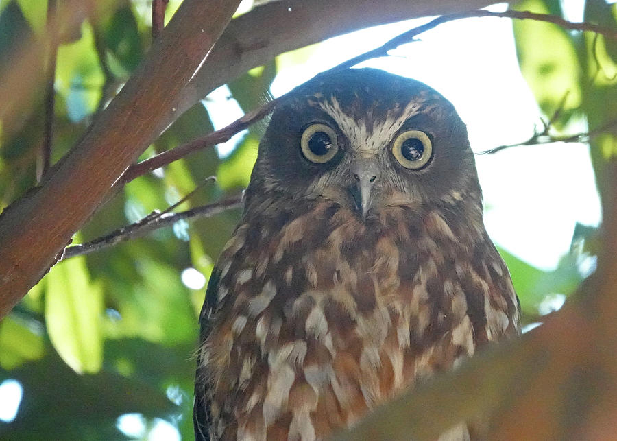 Australian Boobook Owl Photograph by Maryse Jansen