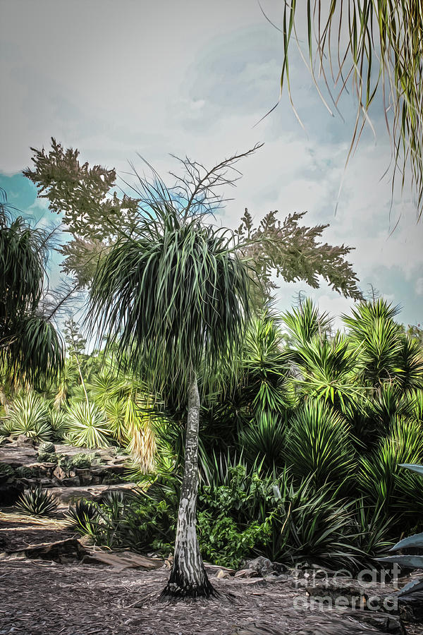 Australian Botanical Digital Art by Susan Vineyard