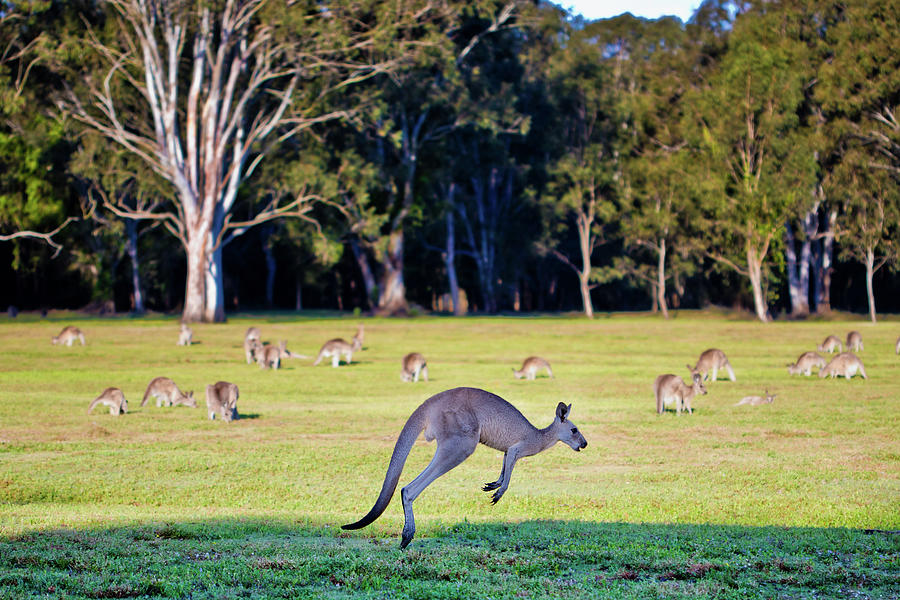 Wildlife Photograph - Australian Bush Kangaroo by Az Jackson