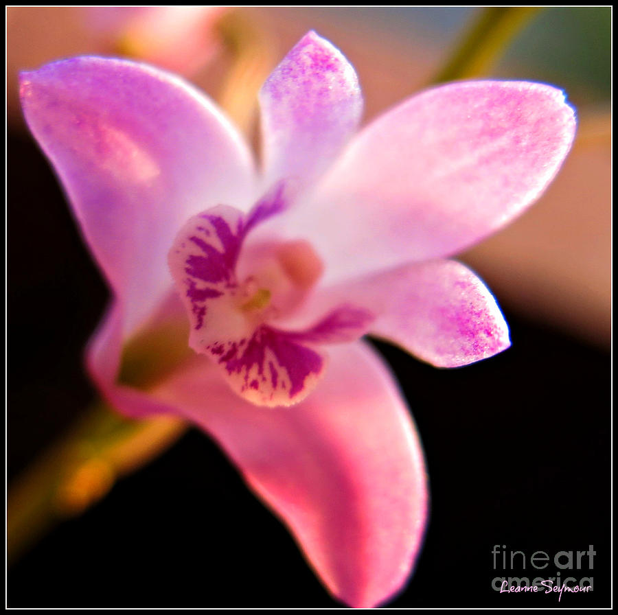 Orchid Photograph - Australian Bush Orchid 2022 by Leanne Seymour