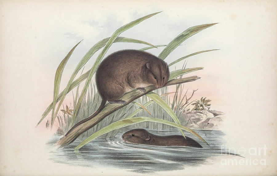 Australian bush rat Rattus fuscipes c4 Drawing by Historic Illustrations