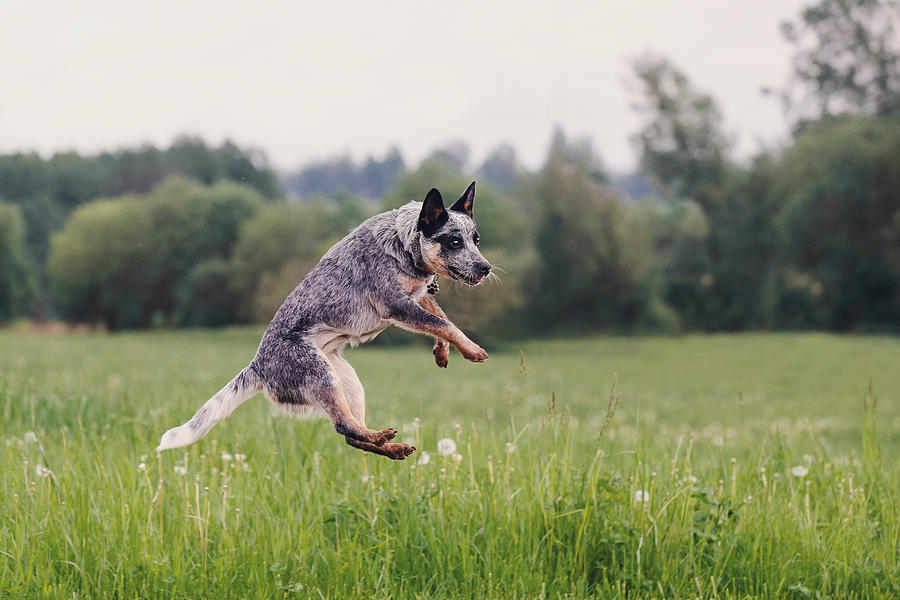 Australian Cattle Dog playing in the grass Photograph by Julia_Siomuha