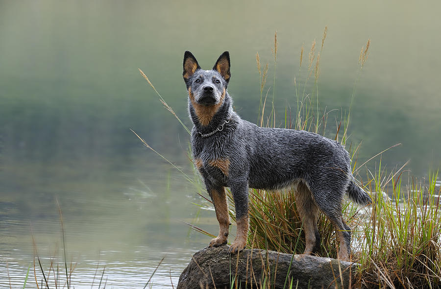 Australian Cattle Dog puppy Photograph by Wolfavni