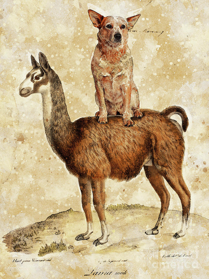 Australian Cattle Dog Red Heeler and Llama Painting by Sandra Sij