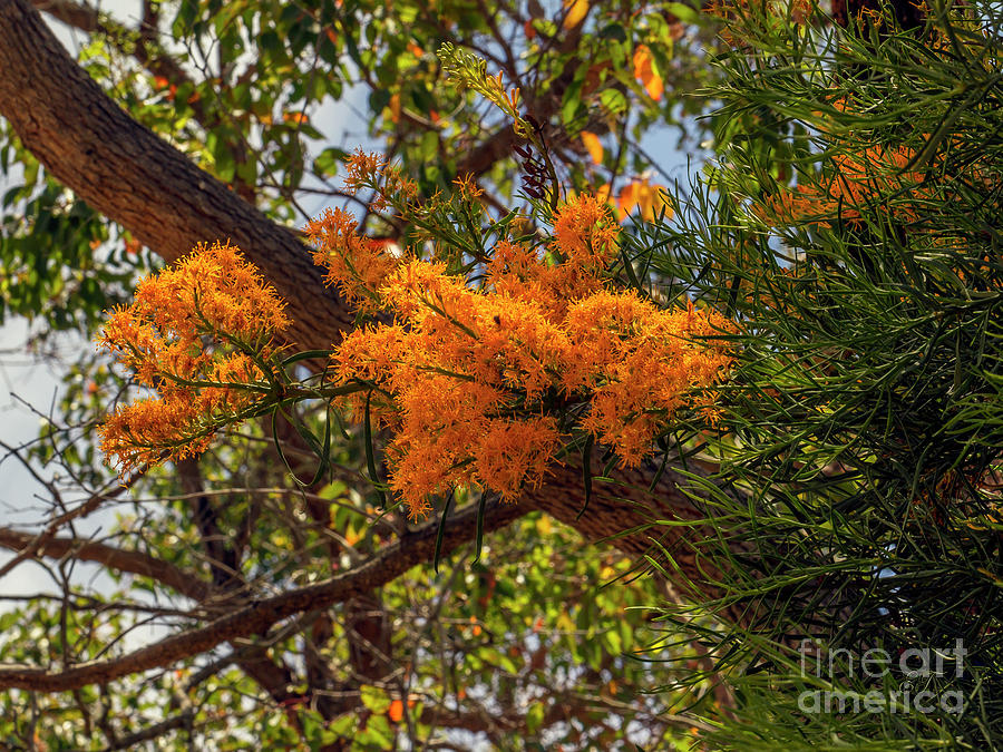 Australian Christmas Tree - Nuytsia floribunda Photograph by Elaine Teague