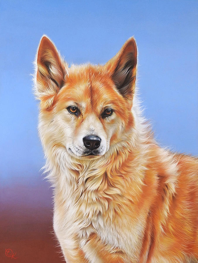 Australian Dingo Drawing by Elena Kolotusha