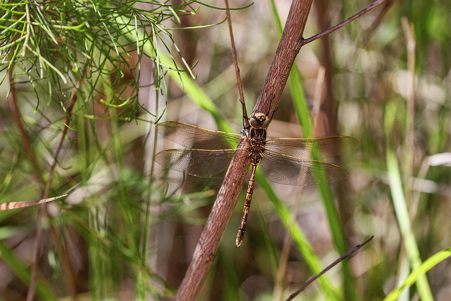Australian Dragonfly Photograph by John Haldane