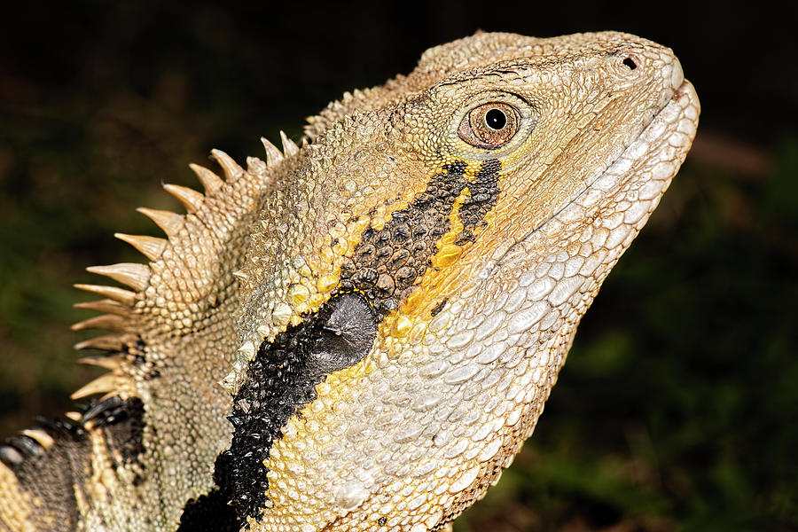 Australian Eastern Water Dragon Photograph by Rob Downer - Fine Art America