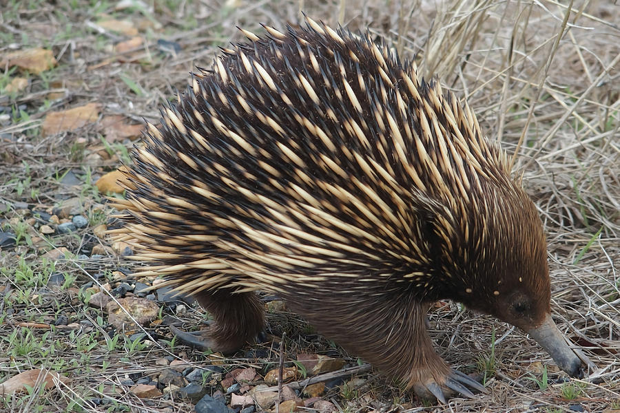 Australian Echidna 70s 1 1 Painting by Rose Hunt - Pixels