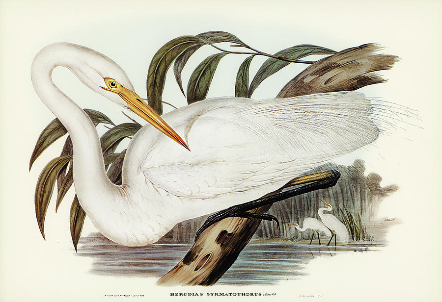 John Gould Drawing - Australian Egret, Hrodias syrmatophorus by John Gould