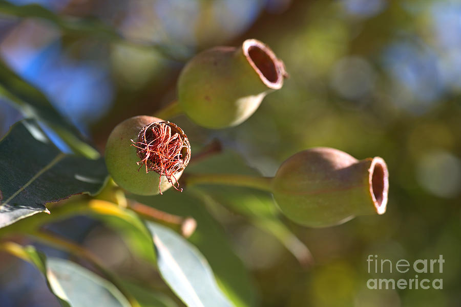 Australian Eucalyptus Tree Gumnuts Photograph by Joy Watson