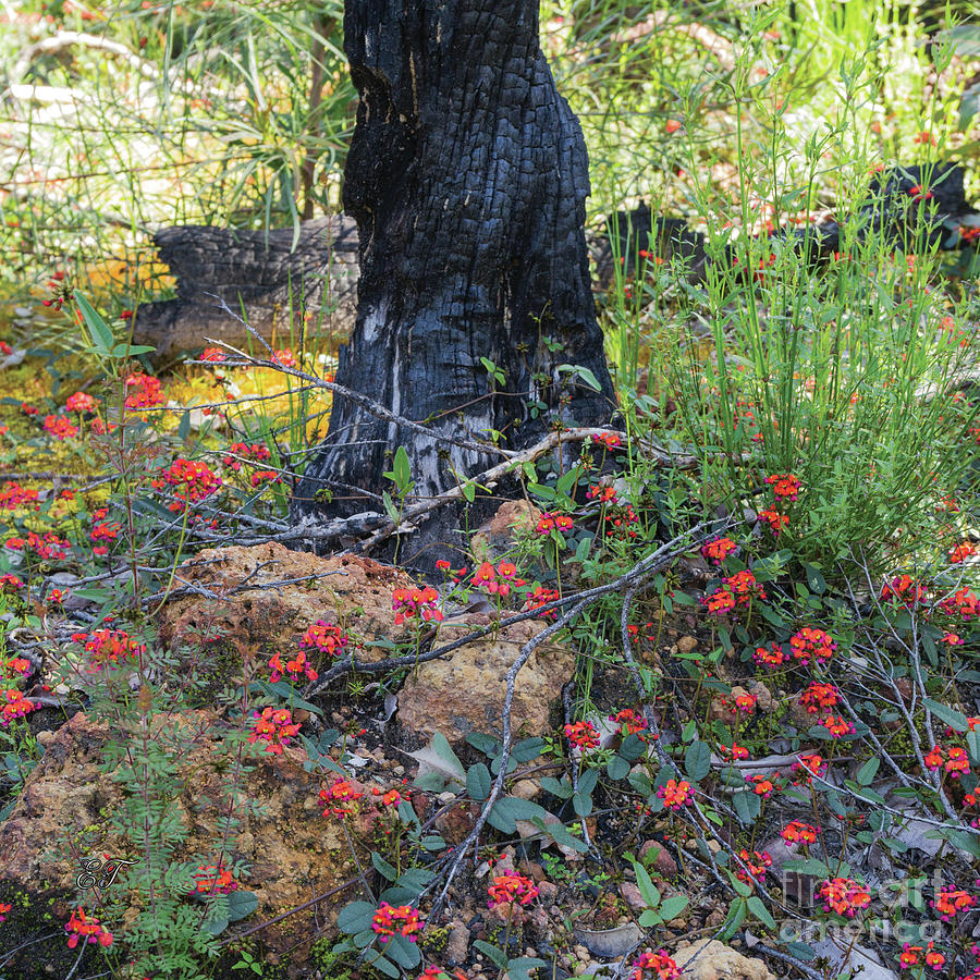 Australian Flame Pea - Chorizema cordatum 2  Photograph by Elaine Teague