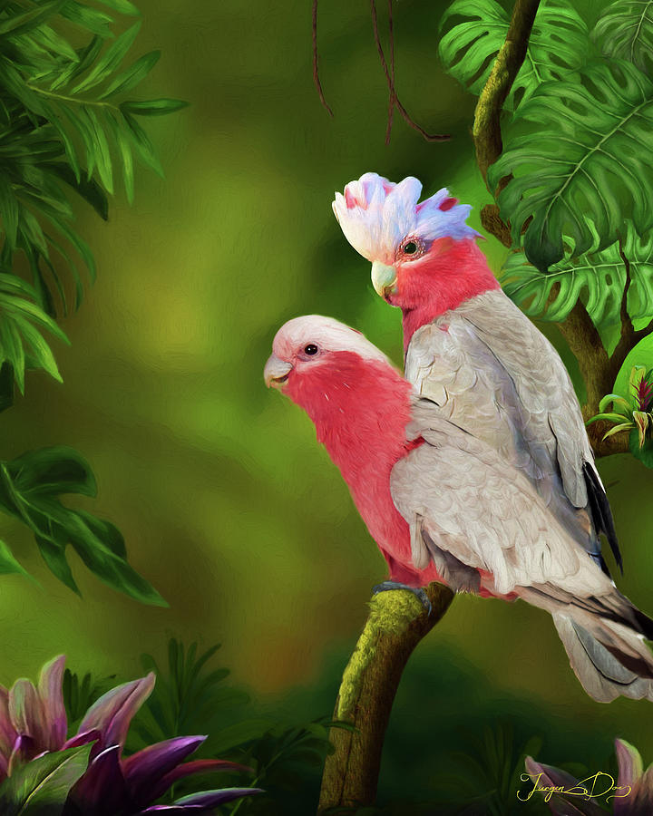 Australian Galah Painting by Jurgen Doelle - Fine Art America