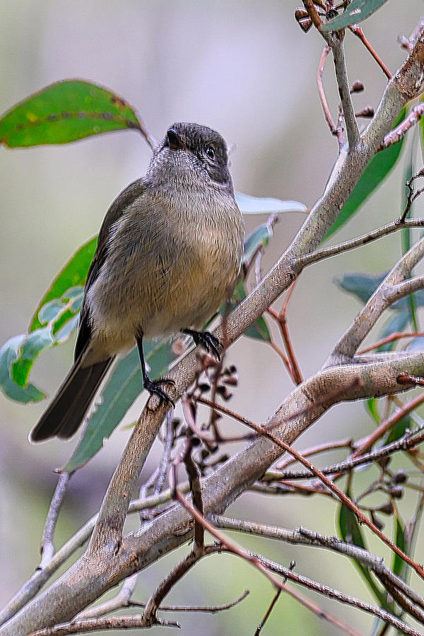 Golden Whistler Photograph by Ashley Penhall