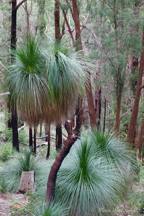 Australian Grass Trees Photograph By Martin Ware - Fine Art America