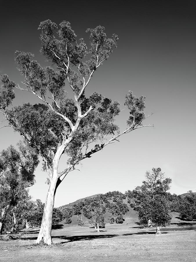 Australian Gum Tree  BW  Photograph by Lexa Harpell