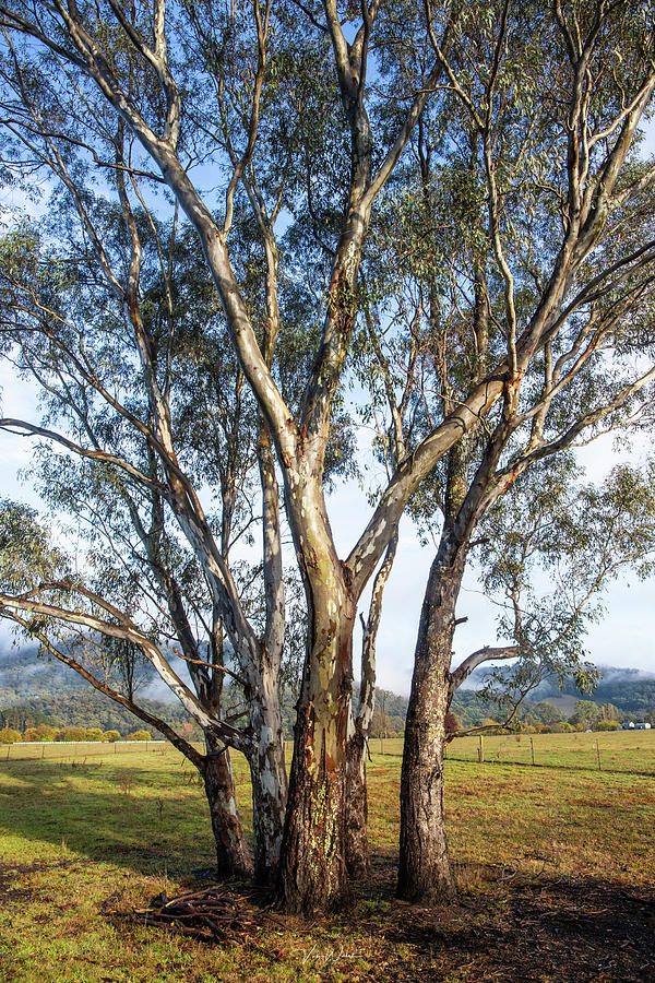Mountain Photograph - Australian Gum Trees by Vicki Walsh