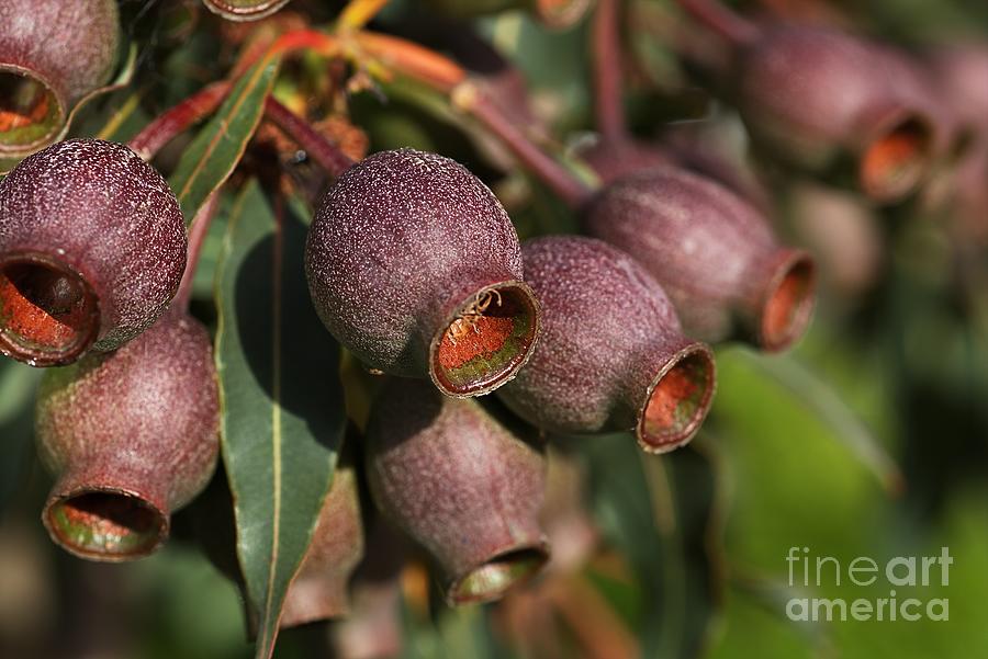 Nature Photograph - Australian Gumnuts by Joy Watson