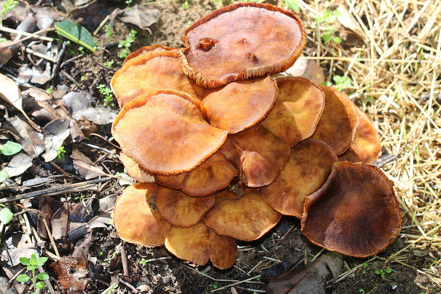Australian Honey Fungus Tower Photograph