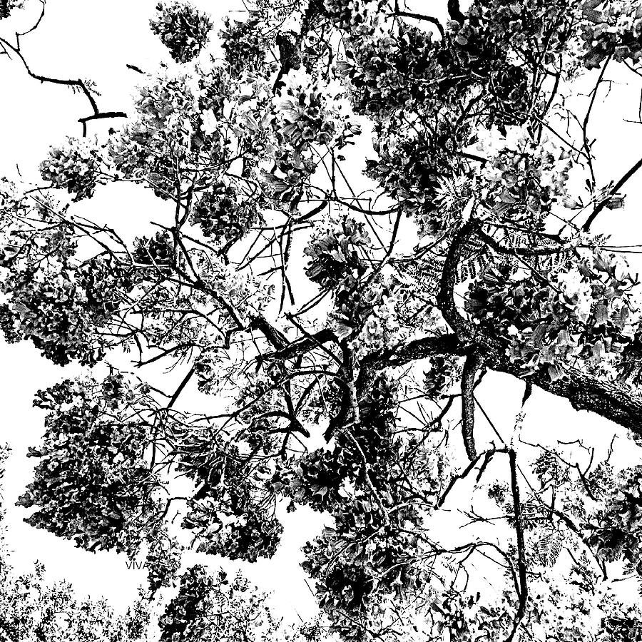 Australian  Jacaranda  Tree  B-W Photograph by VIVA Anderson