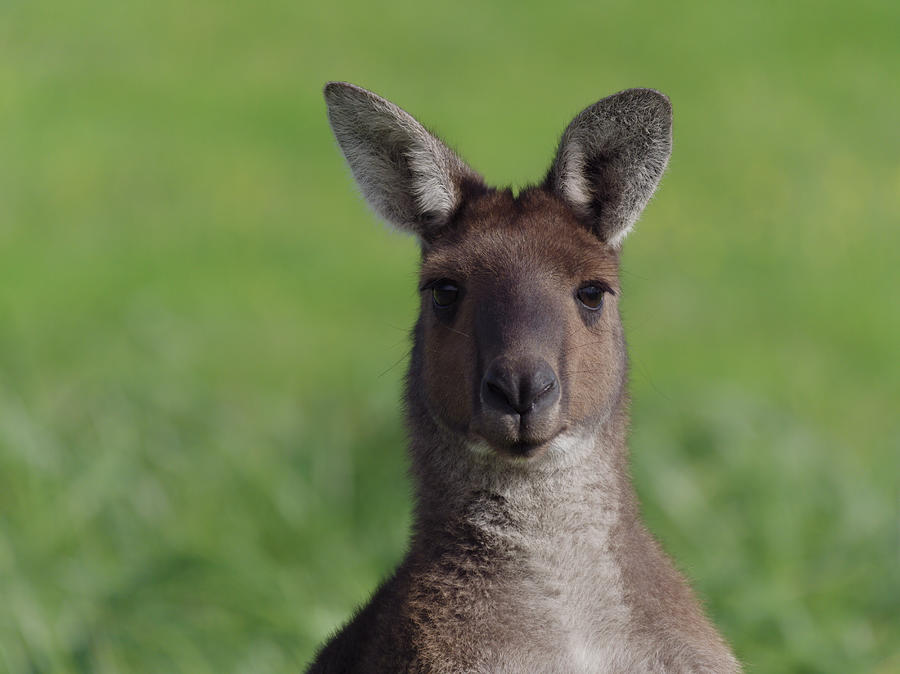 Australian kangaroo Photograph by Hendrik S | Fine Art America