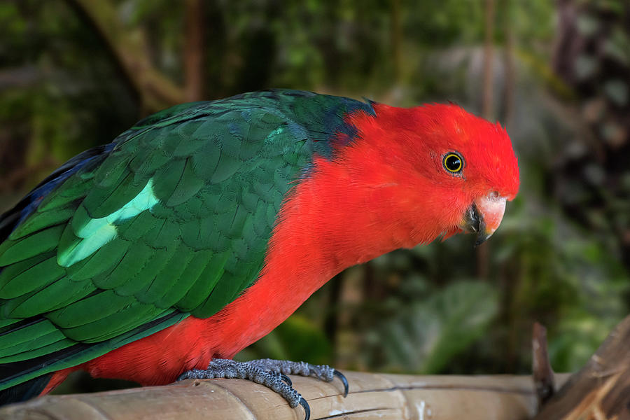 Australian King Parrot Photograph by Arterra Picture Library