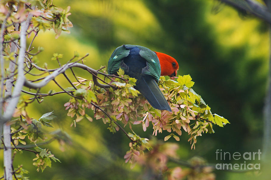 Australian King Parrot Photograph by Joy Watson