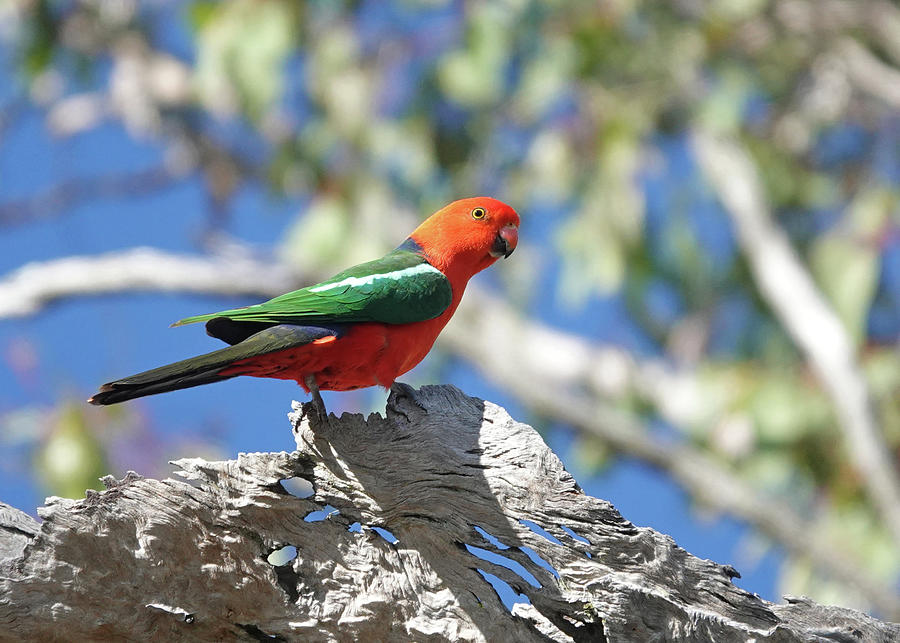 Australian King Parrot Photograph by Maryse Jansen