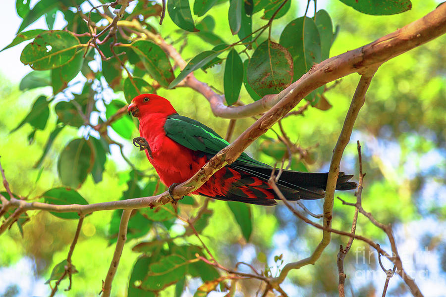 Australian King Parrot on a tree Photograph by Benny Marty