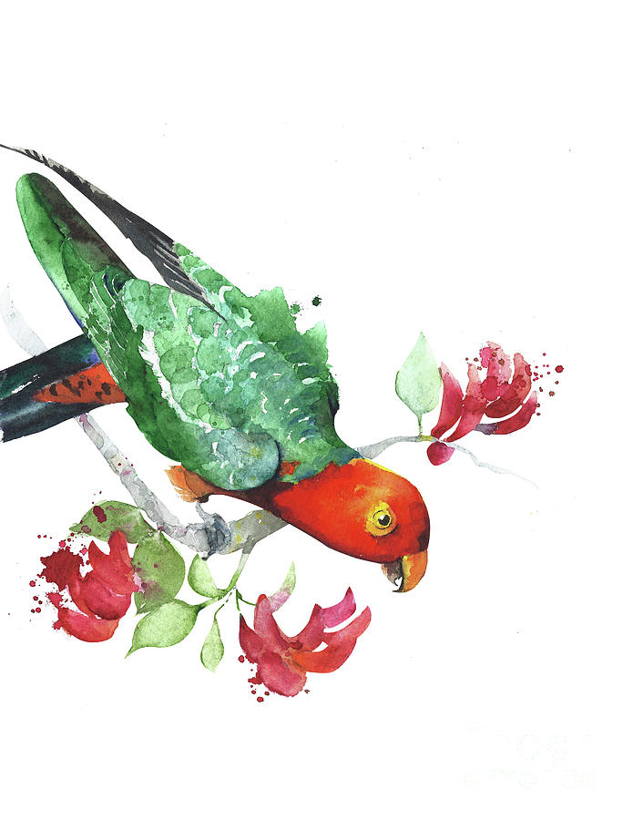 Australian king parrot watercolor art Painting by Yulia Shevchenko ...